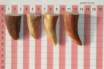 Pointes de dents de phacochère, lot de 4, ref:PHACOpT63861