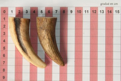 Pointes de dents de phacochère, lot de 2, ref:PHACOpT63869