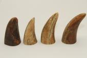 Pointes de dents de phacochère, lot de 4, ref:PHACOpT63861