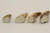 Pointes de dents de phacochère, lot de 4, ref:PHACOpT63863