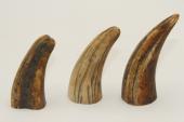 Pointes de dents de phacochère, lot de 3, ref:PHACOpT63864