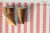 Pointes de dents de phacochre, lot de 2, ref:PHACOpT63866
