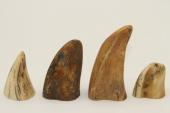 Pointes de dents de phacochère, lot de 4, ref:PHACOpT63862