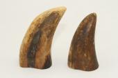 Pointes de dents de phacochère, lot de 2, ref:PHACOpT63866