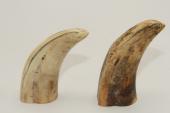 Pointes de dents de phacochère, lot de 2, ref:PHACOpT63867