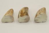 Pointes de dents de phacochère, lot de 3, ref:PHACOpT63865