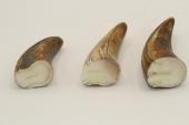 Pointes de dents de phacochère, lot de 3, ref:PHACOpT63864