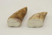 Pointes de dents de phacochère, lot de 2, ref:PHACOpT63868