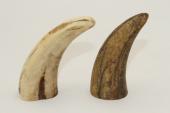 Pointes de dents de phacochère, lot de 2, ref:PHACOpT63869