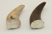 Pointes de dents de phacochère, lot de 2, ref:PHACOpT63870