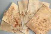 Feuille de placage, loupe de Peuplier, ref:FLpPeu7691