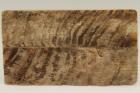 Plaquettes pour la coutellerie, corne de blier, ref:PBLR69073