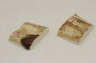 Mitres, dfense de phacochre, ref:MPHACO69425
