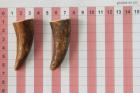 Pointes de dents de phacochre, lot de 2, ref:PHACOpT69725