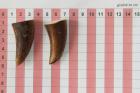 Pointes de dents de phacochre, lot de 2, ref:PHACOpT69726