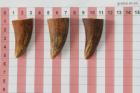Pointes de dents de phacochre, lot de 3, ref:PHACOpT69714