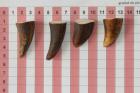 Pointes de dents de phacochre, lot de 4, ref:PHACOpT69716