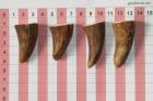 Pointes de dents de phacochre, lot de 4, ref:PHACOpT69717