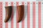 Pointes de dents de phacochre, lot de 2, ref:PHACOpT69720