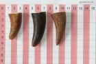 Pointes de dents de phacochre, lot de 3, ref:PHACOpT69718