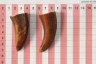 Pointes de dents de phacochre, lot de 2, ref:PHACOpT69722