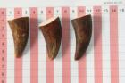 Pointes de dents de phacochre, lot de 3, ref:PHACOpT69721