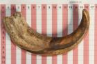 D�fense de phacoch�re, ref:PHACOe74256