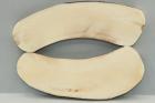 Plaquettes pour la coutellerie, d�fense de phacoch�re, ref:PPHACO74631