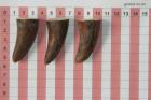 Pointes de dents de phacoch�re, lot de 3, ref:PHACOpT74779