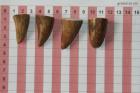 Pointes de dents de phacoch�re, lot de 4, ref:PHACOpT74780