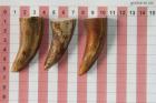 Pointes de dents de phacoch�re, lot de 3, ref:PHACOpT74781