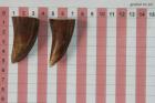 Pointes de dents de phacoch�re, lot de 2, ref:PHACOpT74782
