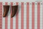 Pointes de dents de phacoch�re, lot de 2, ref:PHACOpT74783