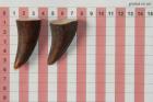Pointes de dents de phacoch�re, lot de 2, ref:PHACOpT74785