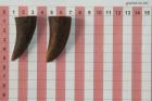 Pointes de dents de phacoch�re, lot de 2, ref:PHACOpT74786