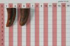 Pointes de dents de phacoch�re, lot de 2, ref:PHACOpT74788