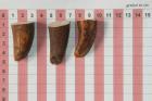 Pointes de dents de phacoch�re, lot de 3, ref:PHACOpT74789