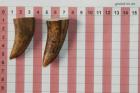 Pointes de dents de phacoch�re, lot de 2, ref:PHACOpT74791