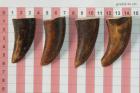 Pointes de dents de phacoch�re, lot de 4, ref:PHACOpT74792