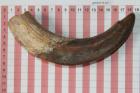 D�fense de phacoch�re, ref:PHACOe74794
