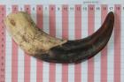 D�fense de phacoch�re, ref:PHACOe74804