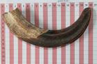 D�fense de phacoch�re, ref:PHACOe74800