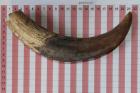 D�fense de phacoch�re, ref:PHACOe74802