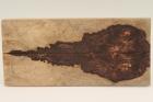 Plaquettes , Pal. du Honduras (D. stevensonii Cites E-03032/16 du 10/06/2016), ref:PPalH75919