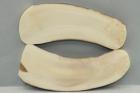 Plaquettes pour la coutellerie, d�fense de phacoch�re, ref:PPHACO76127