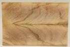 Plaquettes pour la coutellerie, Olivier, ref:PO76496