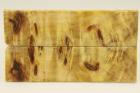 Plaquettes pour la coutellerie, Loupe de Peuplier stabilis jaune, ref:PLpPEs38581j