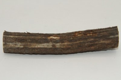 Cerf Sambar, section de merrain, ref:SecMSam59378
