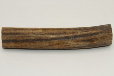 Cerf Sambar, section de merrain, ref:SecMSam59377