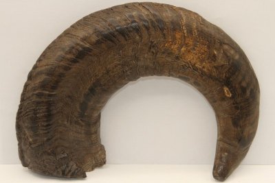 Corne de bélier aplatie, ref:CBLR59662